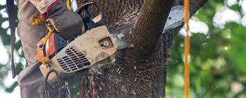 Professional  Tree Services in Crest, CA