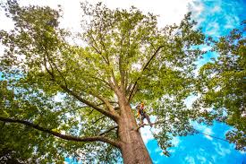 How Our Tree Care Process Works  in  Crest, CA